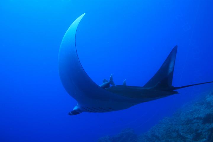 MergulhoPedrinha 192.jpg